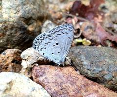 Celastrina lavendularis