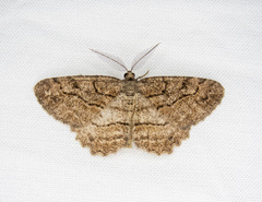 Neoalcis californiaria