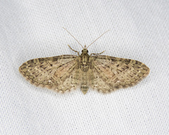 Eupithecia maestosa