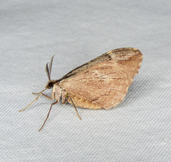 Stamnoctenis pearsalli