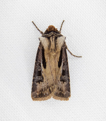 Agrotis vancouverensis