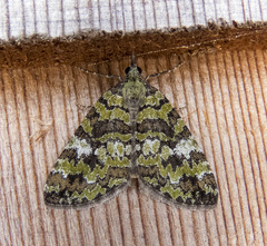 Hydriomena speciosata