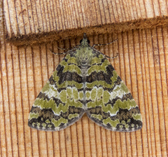 Hydriomena speciosata