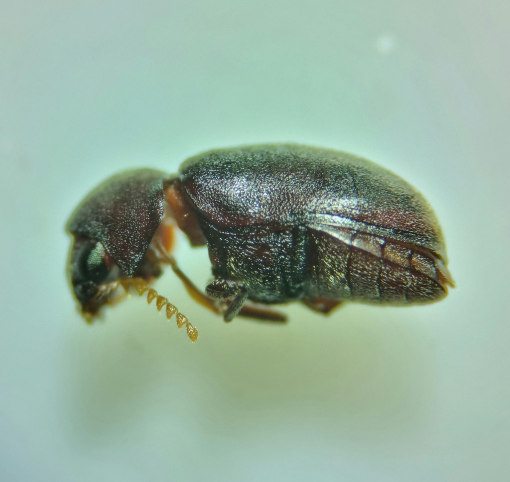 Mesothes