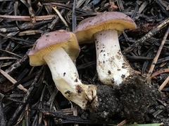 Calocybe onychina