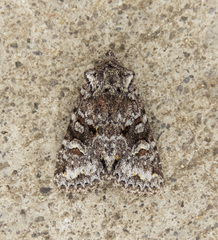Lacinipolia cuneata