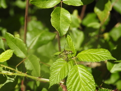 Synanthedon bibionipennis