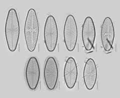 Navicula reinhardtii