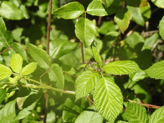 Synanthedon bibionipennis