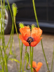 Papaver argemone