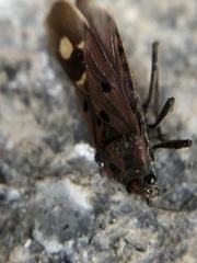 Lygaeus hanseni