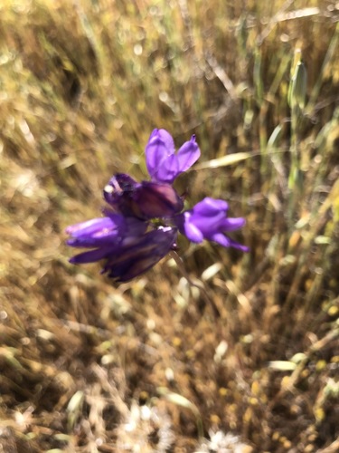 iNaturalist observation photo of blue dicks