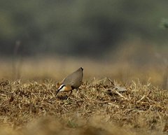 Cursorius coromandelicus