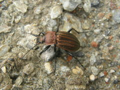 Carabus cancellatus