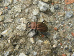 Carabus cancellatus