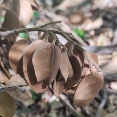 Hymenaea martiana, photograph (c) Thomaz Ricardo Favreto Sinani, some rights reserved (CC BY)