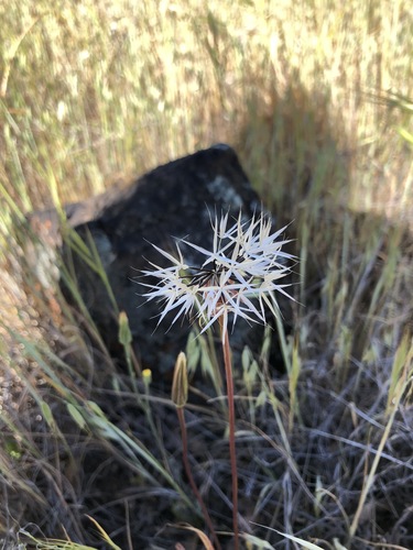 iNaturalist observation photo of silverpuffs
