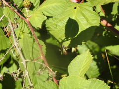 Synanthedon bibionipennis