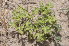 Euphrosyne nevadensis