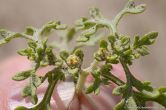 Euphrosyne nevadensis