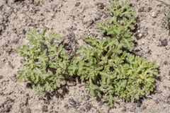 Euphrosyne nevadensis