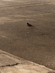Turdus abyssinicus