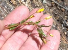 Camissoniopsis confusa