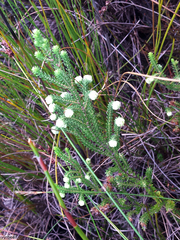 Erica cumuliflora