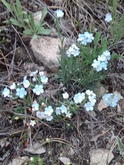 Eritrichium pectinatum