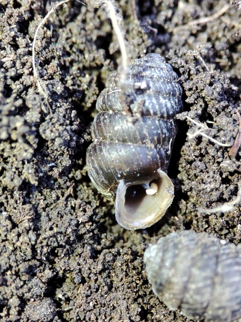 Orcula wagneri