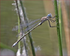 Lestes stultus