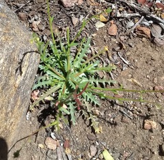 Camissoniopsis confusa