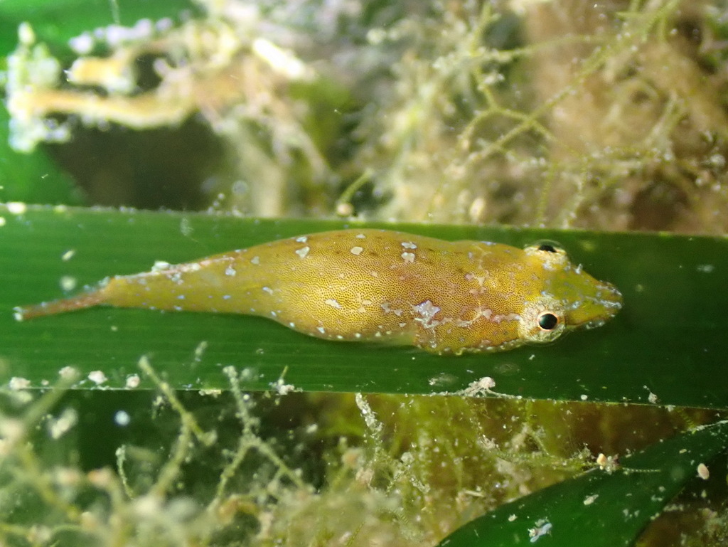 Sea Urchin Clingfish