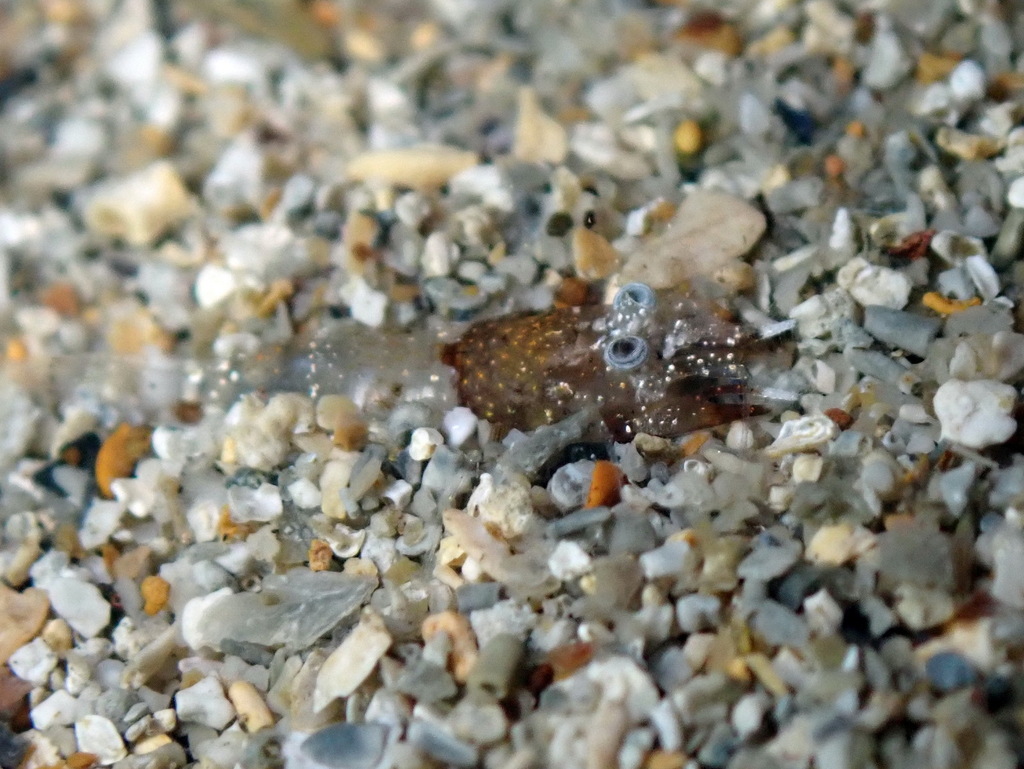 Philocheras bispinosus