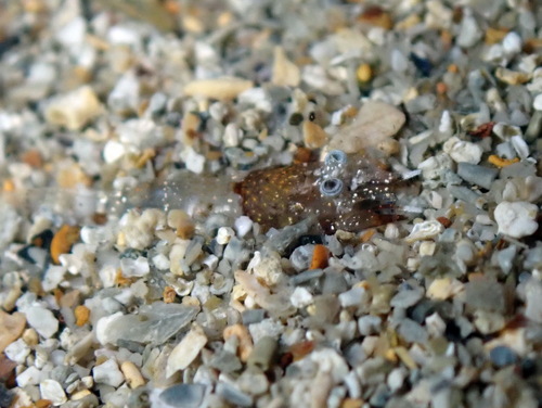 Representative image of Philocheras bispinosus