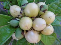 Cordia superba