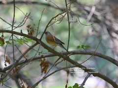 Turdus rufopalliatus