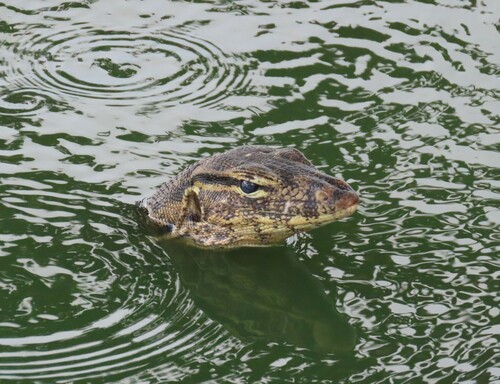 Two-striped Water Monitor — seen at this dive site