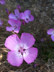 Clarkia lewisii