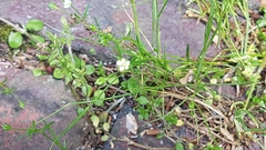 Sagina japonica