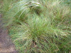 Carex dipsacea