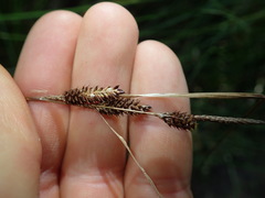 Carex dipsacea
