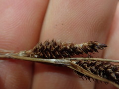 Carex dipsacea