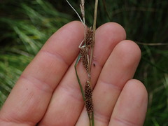 Carex dipsacea
