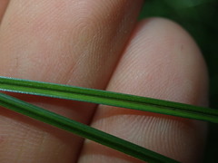 Carex dipsacea