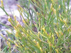 Thesium euphrasioides