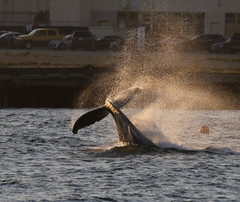 Megaptera novaeangliae