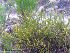 Thesium euphrasioides