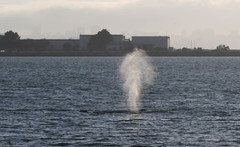 Megaptera novaeangliae