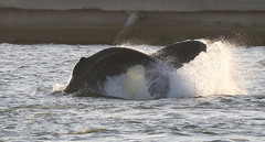 Megaptera novaeangliae